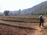 walk through the fields